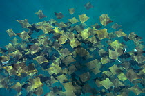Large school of Pacific cownose rays / Golden cownose rays (Rhinoptera steindachneri), Sea of Cortez, Baja California, Mexico.
