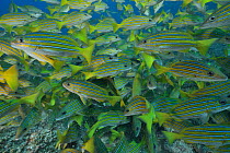 School of Blue-and-gold snappers (Lutjanus viridis) on the reef, Sea of Cortez, Baja California, Mexico.
