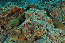 Two Chestnut moray eels / Panamic green moray eels (Gymnothorax castaneus) emerging from their hole on the reef, Sea of Cortez, Baja California, Mexico.