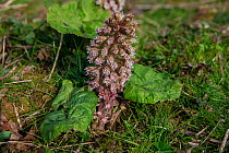Butterbur (Petasites hybridus) male flowers,  Herefordshire, England, UK. March. Focus stacked.