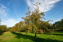 Apple (Malus domestica) trees in orchard with ripe Falstaff eating apples, Wye Valley, Herefordshire, England, UK. October.