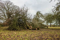 Felled trees in an ancient orchard, Herefordshire, England, UK. January.