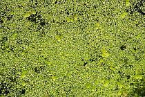 Greater duckweed (Spirodela polyrhiza) fronds up to 1 cm,  Least duckweed (Lemna minuta) fronds elliptic, Common duckweed (Lemna minor) fronds ovate, Ivy-leaved duckweed (Lemna trisulca) fronds narrow...