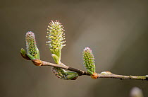 Grey sallow (Salix cinerea) female catkins, Herefordshire, England, UK, April. Focus stacked.