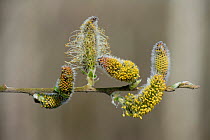 Grey sallow (Salix cinerea) male catkins, Herefordshire, England, UK. March. Focus stacked.