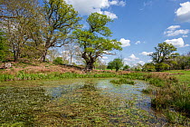 Common water crowfoot (Ranunculus aquatilis)  covering an Ice Age pond surrounded by Oak (Quercus sp.) and Sweet chestnut (Castanea sativa) trees, Moccas Park National Nature Reserve, Hereforshire, En...
