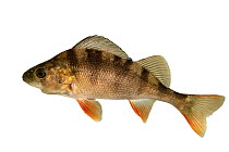 European perch (Perca fluviatilis) on white background, Berrington Hall Pool, Herefordshire, England, UK. January. Focus stacked under controlled conditons.