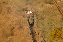 Swan mussel (Anodonta cygnea) in freshwater puddle formed by a plough track, Berrington Hall Pool, SSSI, National Trust, Herefordshire, England, UK. January.