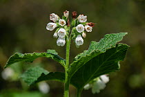White comfrey (Symphytum orientale), naturalised, in flower, Priory Park, Herefordshire, England, UK. April. Focus stacked.
