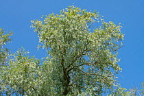 White willow (Salix alba) tree canopy against blue sky, Herefordshire, England, UK. September.