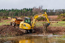 New Zealand pigmyweed (Crassula helmsii), an invasive species, being removed from a pond using an excavator, Herefordshire, England, UK. February 2022. Model released.