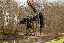 Bulrushes (Typha latifolia) being removed from pool using large machinery as part of desilting of pool, Berrington Hall Pool SSSI, Herefordshire, England, UK. February, 2022.