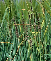 Ears of unripe Barley (Hordeum vulgare) infected with Loose smut (Ustilago nuda) where black fungal smut has replaced the grain. May.