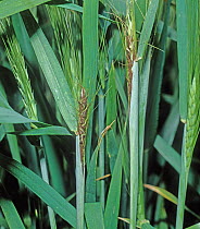 Loose wheat smut (Ustilago nuda f.sp. tritici) on Wheat (Triticum aestivum) ears where fungal smut has replaced the grain in awned ears of wheat, Germany. May.