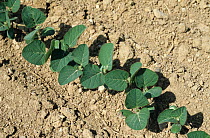 Row of Soybean / Soya bean (Glycine max) seedlings growing in fine soil seedbed, Italy. May.