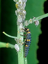 Seven-spot ladybird (Coccinella septempunctata) larva preying and feeding on Cabbage aphids (Brevicoryne brassicae) on Oilseed rape (Brassica napus), Berkshire, UK. May