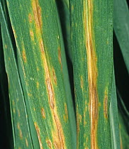 Septoria leaf spot / Septoria nodorum blotch (Phaeosphaeria nodorum) necrotic disease lesions on Wheat (Triticum aestivum) leaves, close up.