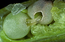 Turnip weevil / Cabbage seed weevil (Ceutorhynchus assimilis) larva feeding in damaged Oilseed rape (Brassica napus) seedpod, England, UK. June.