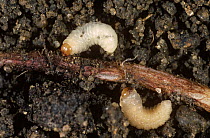 Pea and bean weevil (Sitona lineatus) larvae feeding on Broad bean (Vicia faba) root.