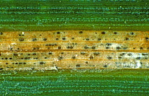 Septoria leaf blotch / Septoria leaf spot (Zymoseptoria tritici) lesion showing pycnidia in Wheat (Triticum aestivum) leaf, close up.