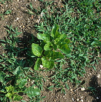 Prostrate knotgrass (Polygonum aviculare) plants growing in a young Sugar beet (Beta vulgaris) crop, England, UK. June