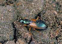 Ground beetle (Agonum dorsale) on soil, close up.