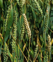 Whitehead / Blank ear disease in green ear of Wheat (Triticum aestivum) crop, caused by Fusarium foot rot (Fusarium sp.). June.