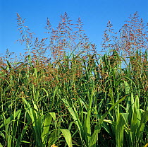 Johnson grass (Sorghum halepense) tall, flowering weed panicles in a mature Maize (Zea mays) crop, Italy. July.