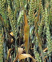 Brown rust (Puccinia recondita f.sp. tritici) pustules on flag leaves and ears of unripe Wheat (Triticum aestivum) crop, England, UK. July.