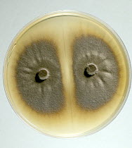 A culture of Rice blast fungus (Magnaporthe grisea) growing on a PDA nutrient agar plate.
