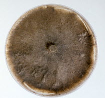 Take-all (Gaeumannomyces tritici) fungal culture of disease pathogen on a PDA petri dish plate.