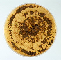 A culture of the pathogenic fungus Rhizoctonia solani growing on a PDA nutrient plate.