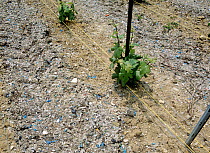 Rubbish used as a mulch between rows of young Grape vines (Vitis vinifera) in a vineyard, Champagne, France. May.