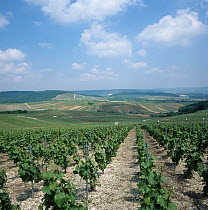 Far reaching view of Grape vines (Vitis vinifera) and vineyards in flower bud, Champagne Region, France. May.