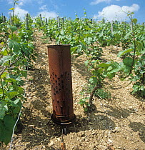 Premier cru Chablis vineyard with heater used to protect the grapevines from frost during flowering, Burgundy, France. May.