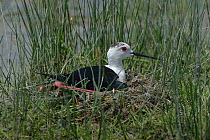 Black-winged stilt (Himantopus himantopus) sitting on its nest at water's edge, Vendee, France. May.