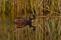 Black-necked grebe (Podiceps nigricollis) swimming on pond with reed beds behind, Spain. April.