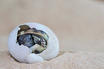 Eastern Hermann's tortoise (Testudo hermanni boettgeri) hatching from egg. Captive, occurs in South East Europe.