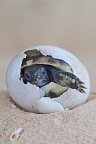 Eastern Hermann's tortoise (Testudo hermanni boettgeri) hatching from egg. Captive, occurs in South East Europe.