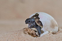 Eastern Hermann's tortoise (Testudo hermanni boettgeri) hatching from egg, mouth open. Captive, occurs in South East Europe.