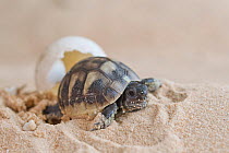 Eastern Hermann's tortoise (Testudo hermanni boettgeri) walking just after having hatched. Captive, occurs in South East Europe.