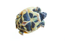 Eastern Hermann's tortoise (Testudo hermanni boettgeri), hatched for an hour, walking. Captive, occurs in South East Europe.