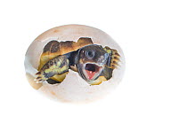 Eastern Hermann's tortoise (Testudo hermanni boettgeri) hatching from egg, mouth open. Captive, occurs in South East Europe.