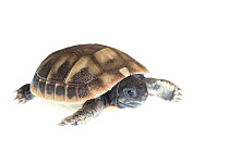 Eastern Hermann's tortoise (Testudo hermanni boettgeri) walking. Captive, occurs in South East Europe.