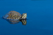 Suwannee river cooter freshwater turtle (Pseudemys concinna) half submerged in water. Captive, occurs in the USA