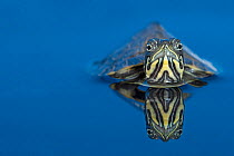 Suwannee river cooter freshwater turtle (Pseudemys concinna) half submerged in water. Captive,occurs in the USA