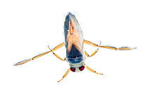 Common backswimmer (Notonecta glauca), the Netherlands. Controlled conditions