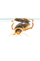 Diving beetle (Rhantus exoletus) below water surface, the Netherlands. Controlled conditions