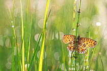 Small pearl-bordered fritillary butterfly (Boloria selene) resting on grass, the Netherlands. July.