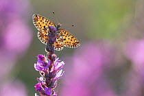 Small pearl-bordered fritillary butterfly (Boloria selene) resting on wildflower, the Netherlands. July.